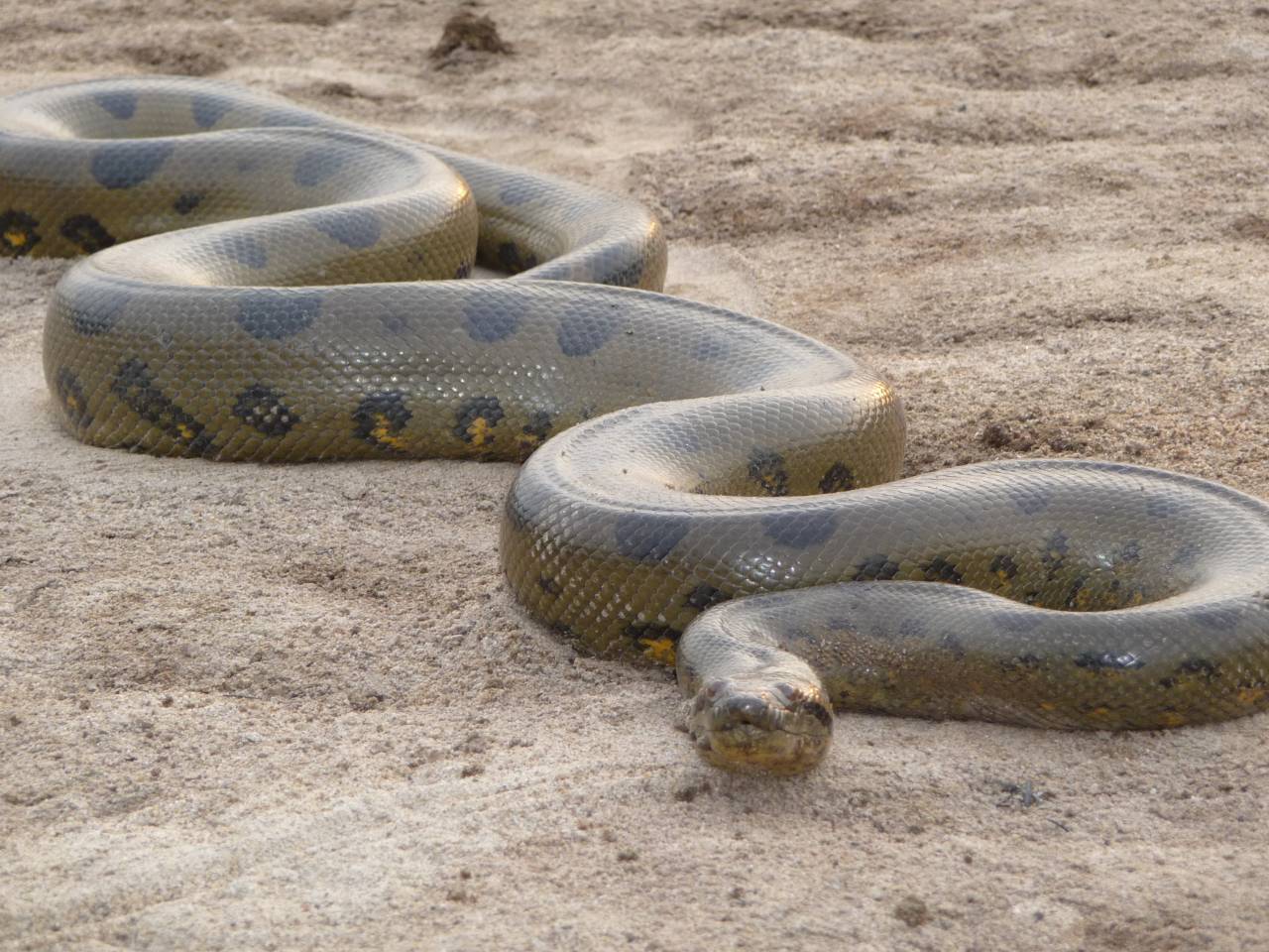 New Image For Anaconda Snake