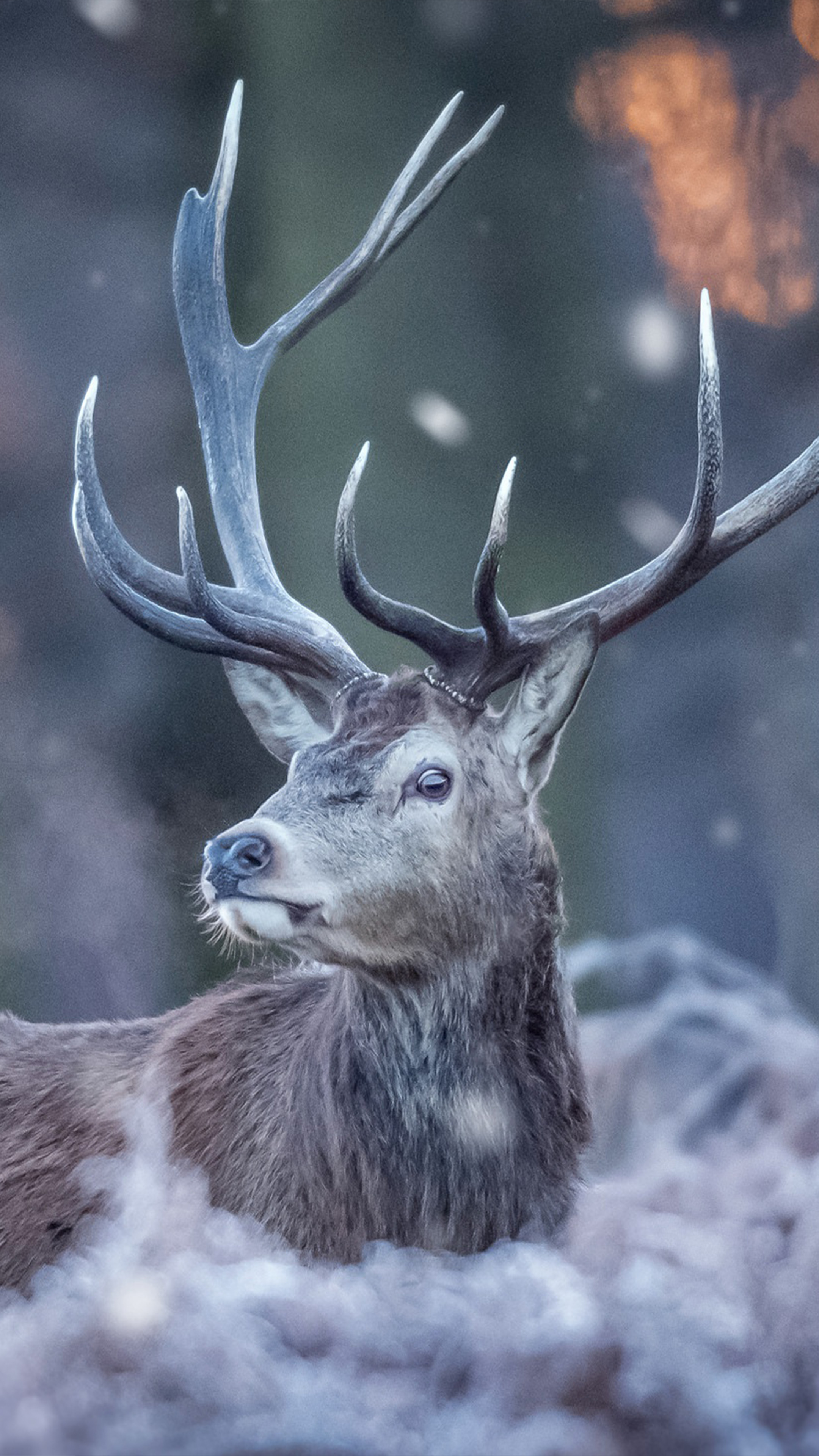 Deer Forest Winter 4k Ultra HD Mobile Wallpaper