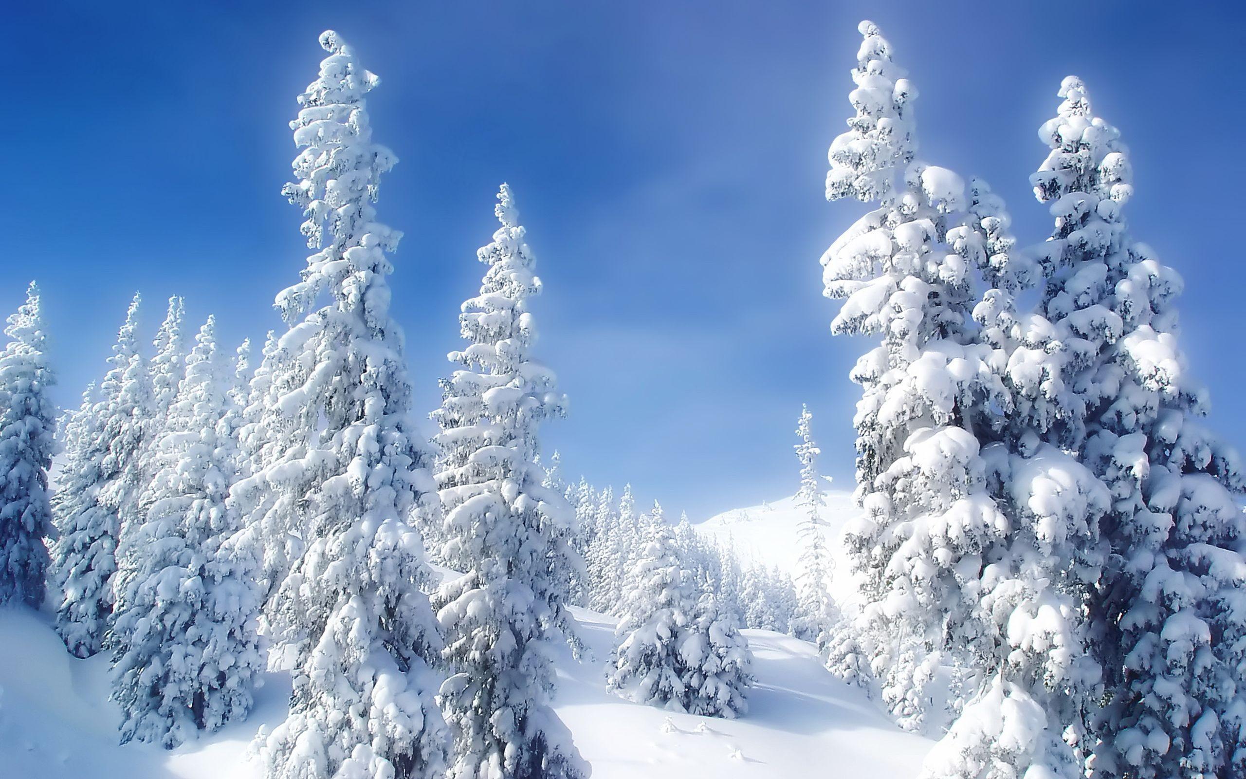 Landscapes Nature Winter Snow Trees Blue Skies High