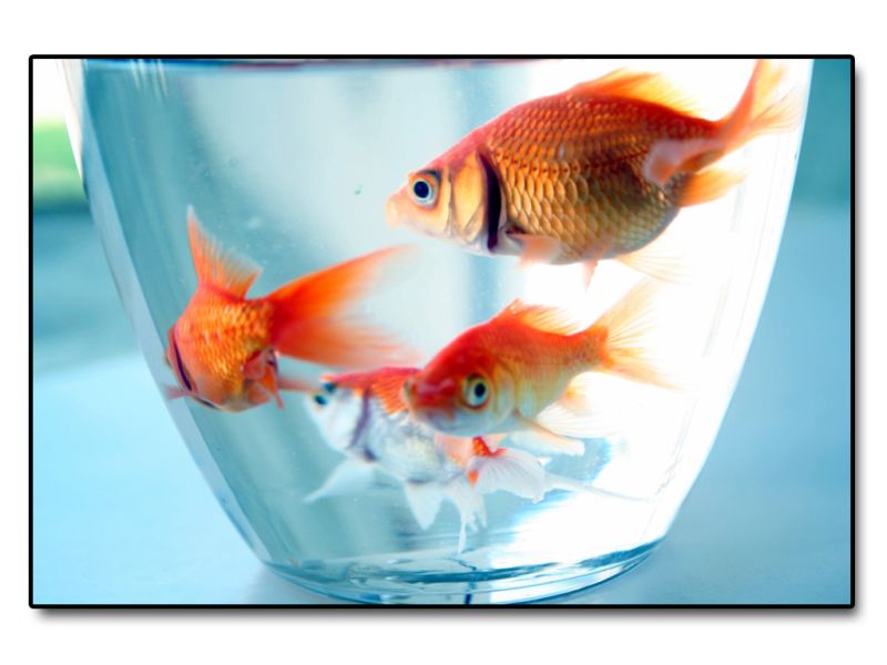 HD Goldfish Wallpaper 3d