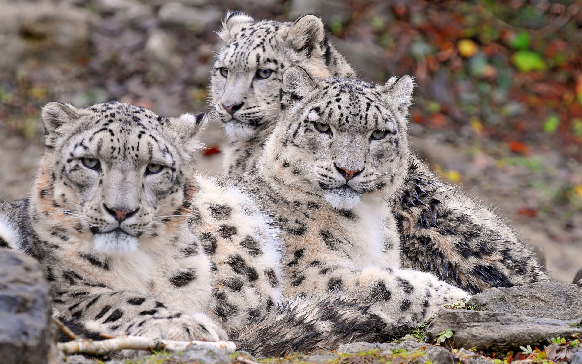 Snow Image Wallpaper Leopards Family Happy