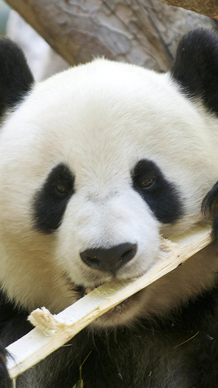 Cute Panda Eating Bamboo iPhone Wallpaper