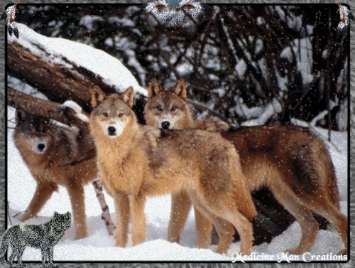 Animal Wolves Wolf pack Wolf Animal photos Pictures Animals