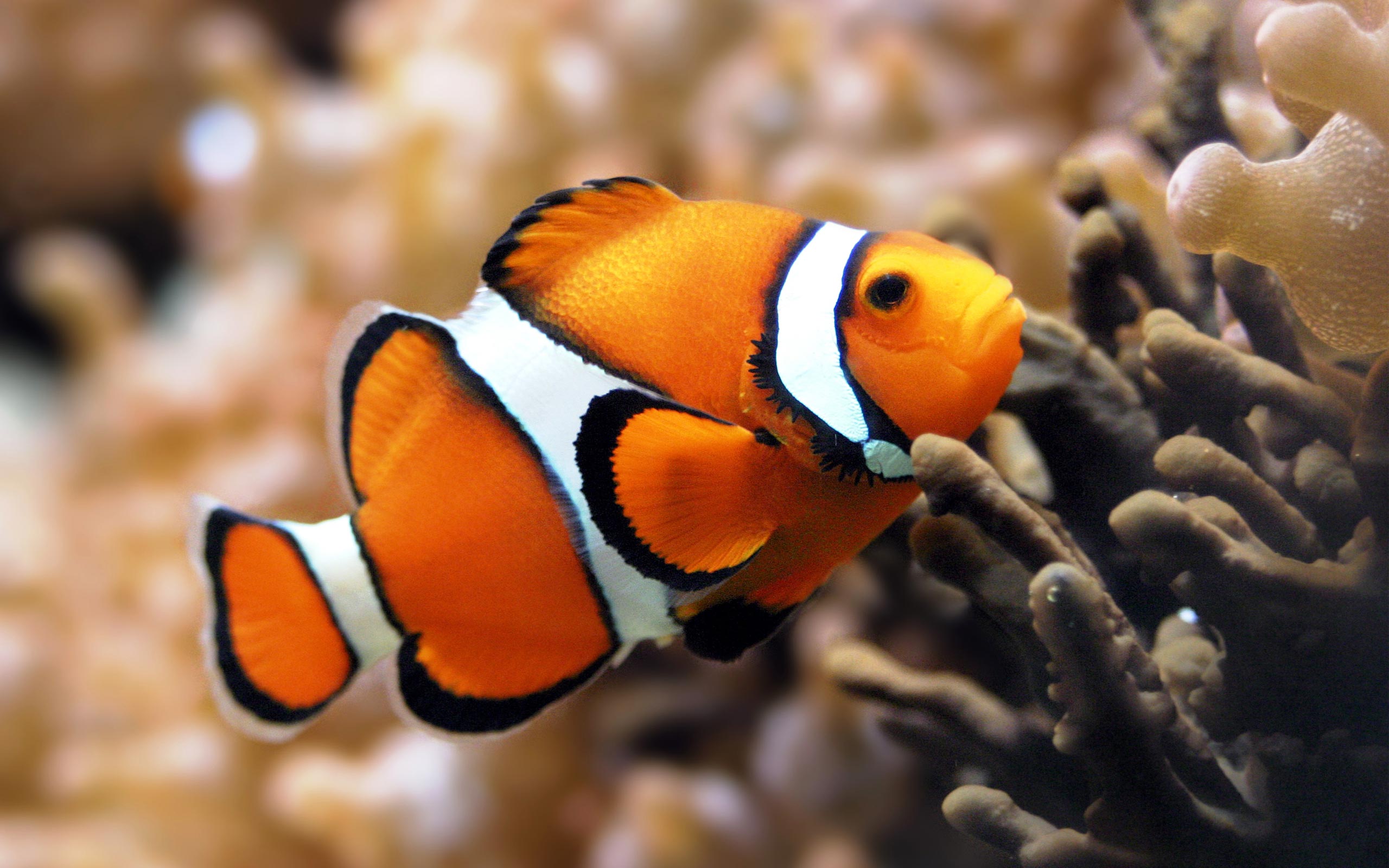 Coral Reef Fish Widescreen Wallpaper High Definition HD