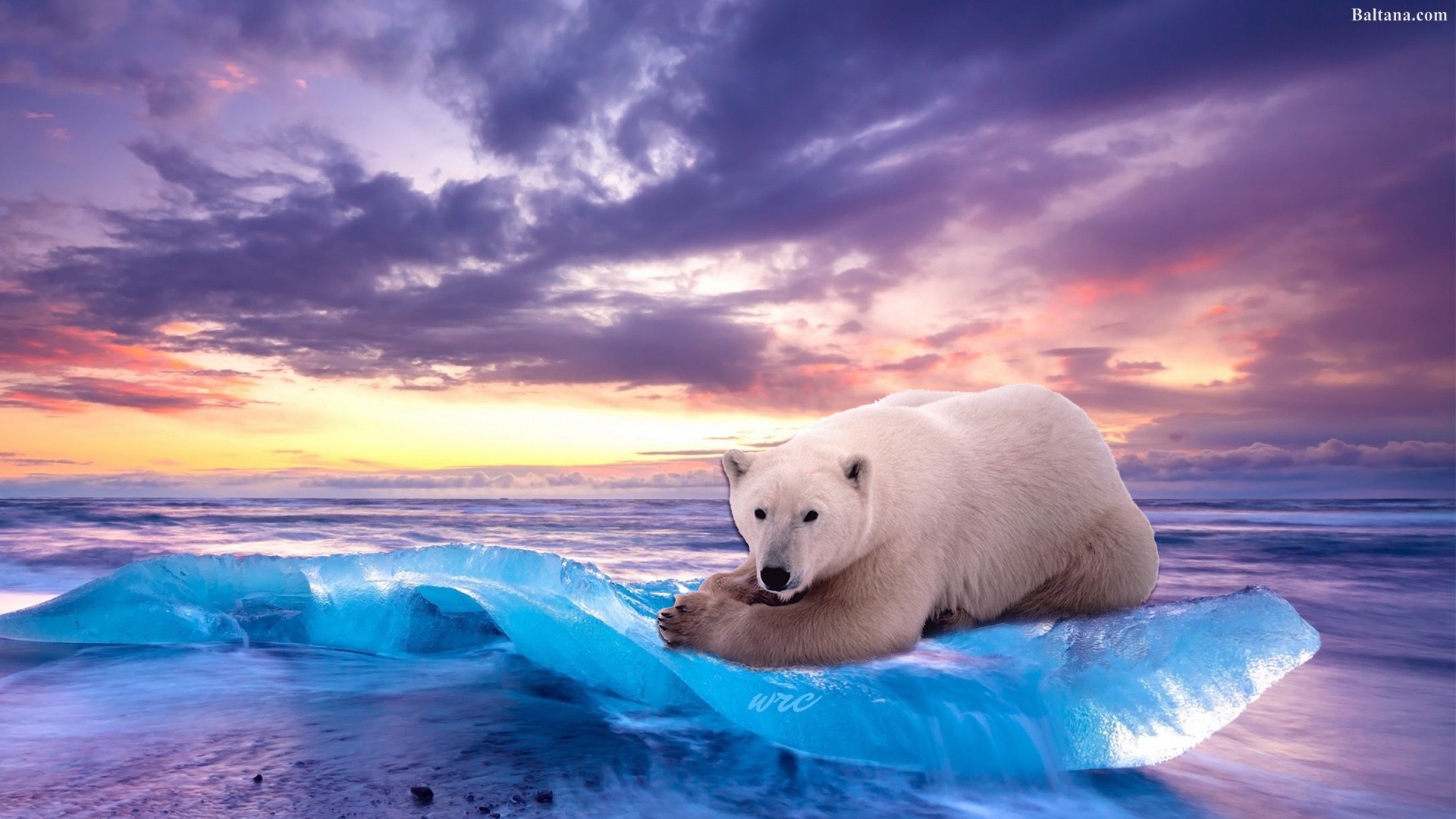 Polar Bear Wallpaper HD Image Pics Photos