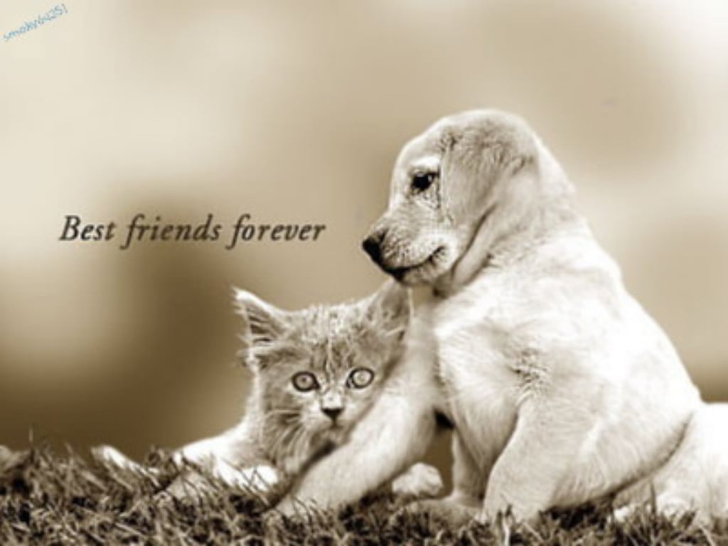 Free Download Best Friends Forever Wallpaper Yvt2jpg 1024x768 For 