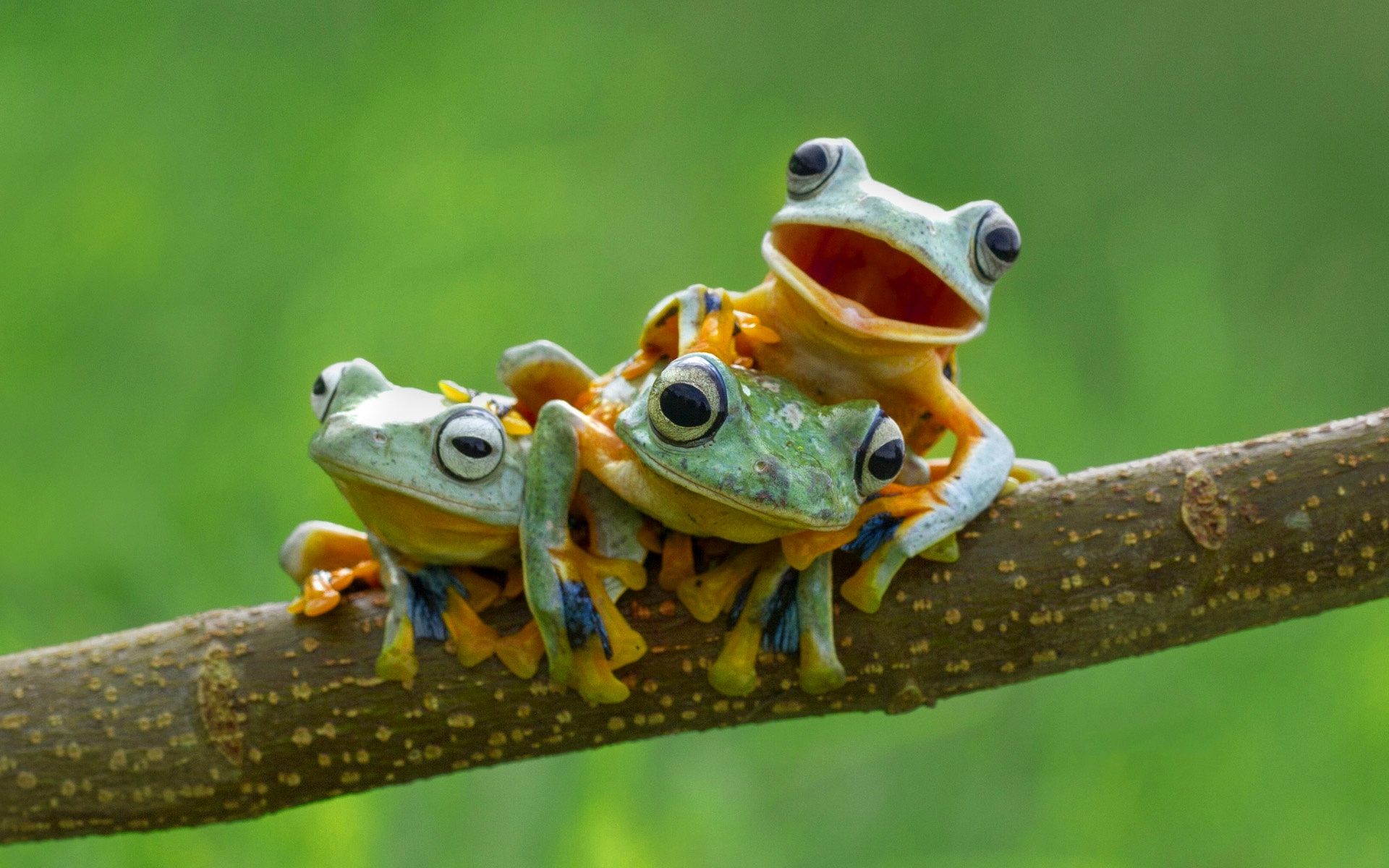 Cute Frogs HD Wallpaper Download For Desktop amp Mobile