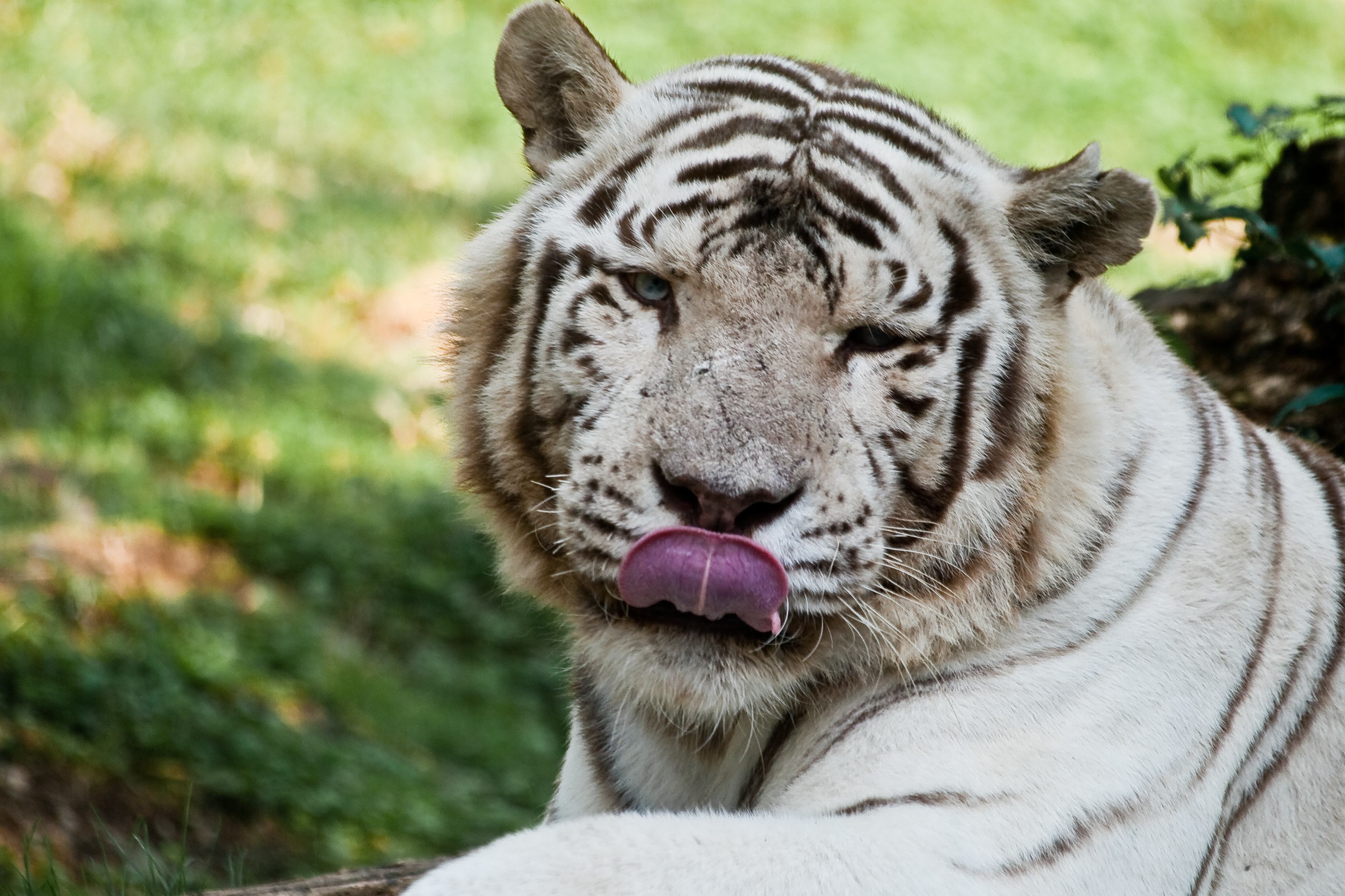 White Tiger With Blue Eyes Image Thecelebritypix