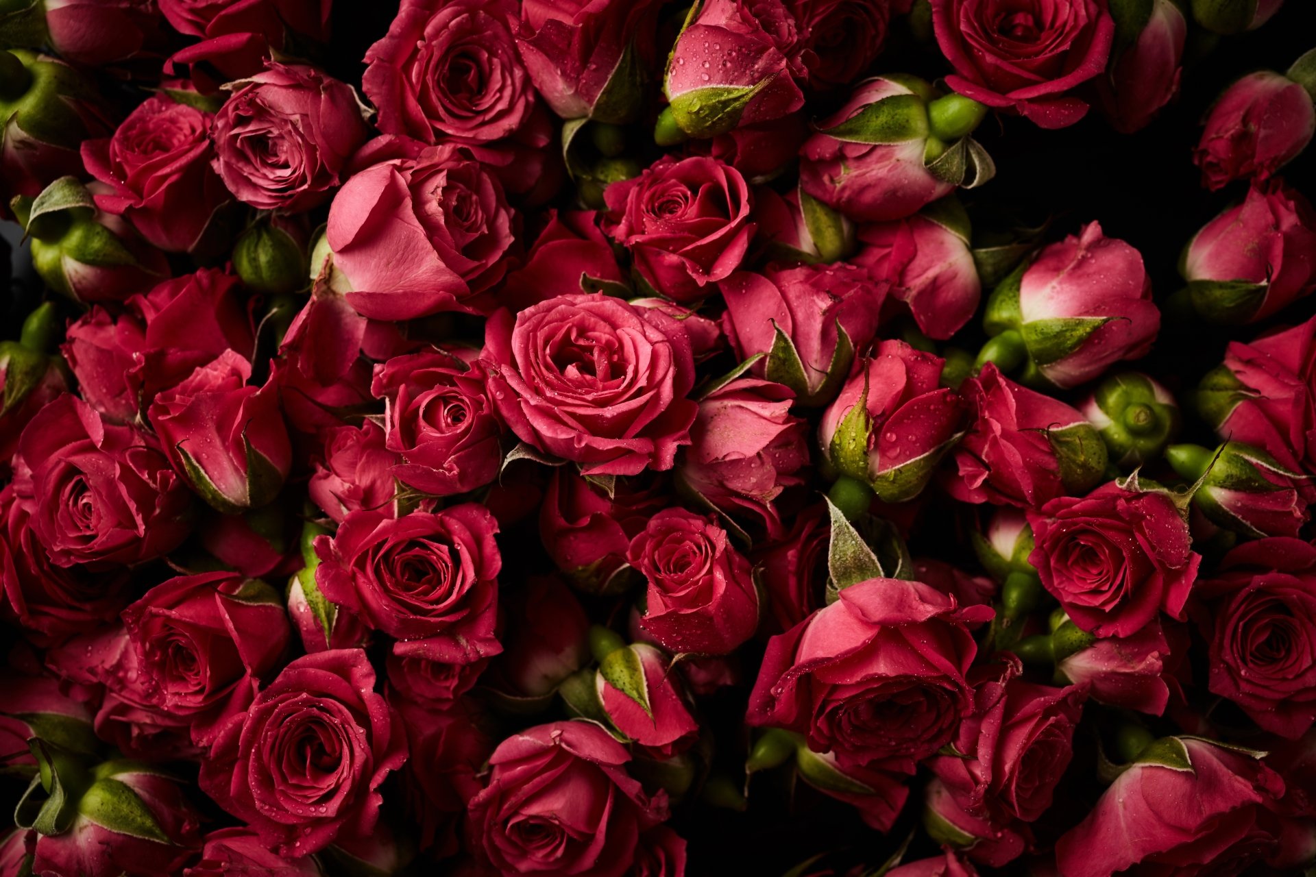 Pink Flower Nature Rose 4k Ultra HD Wallpaper