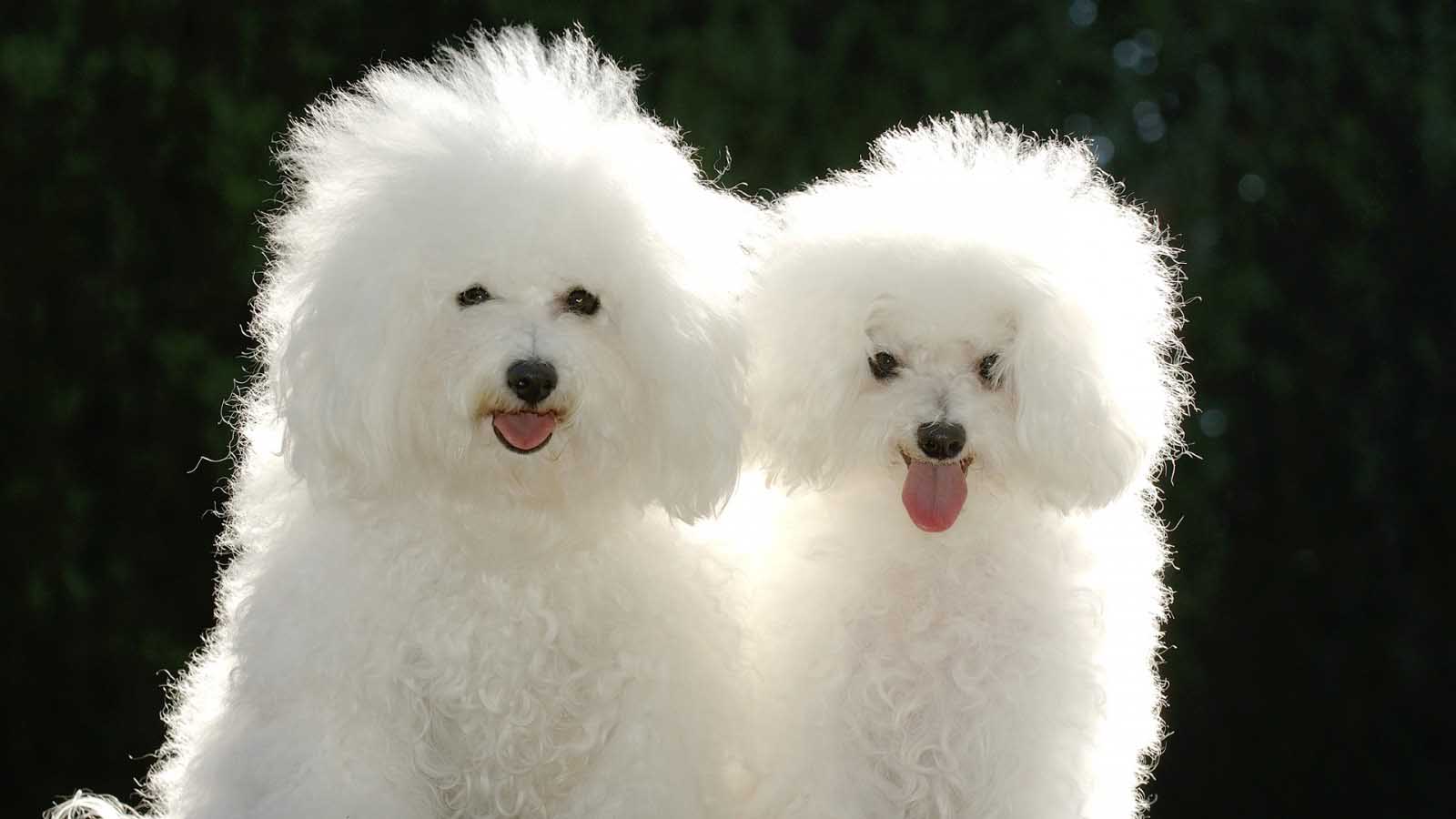 Cute Puppy Couple Wallpapers Unique HD Wallpapers 1600x900