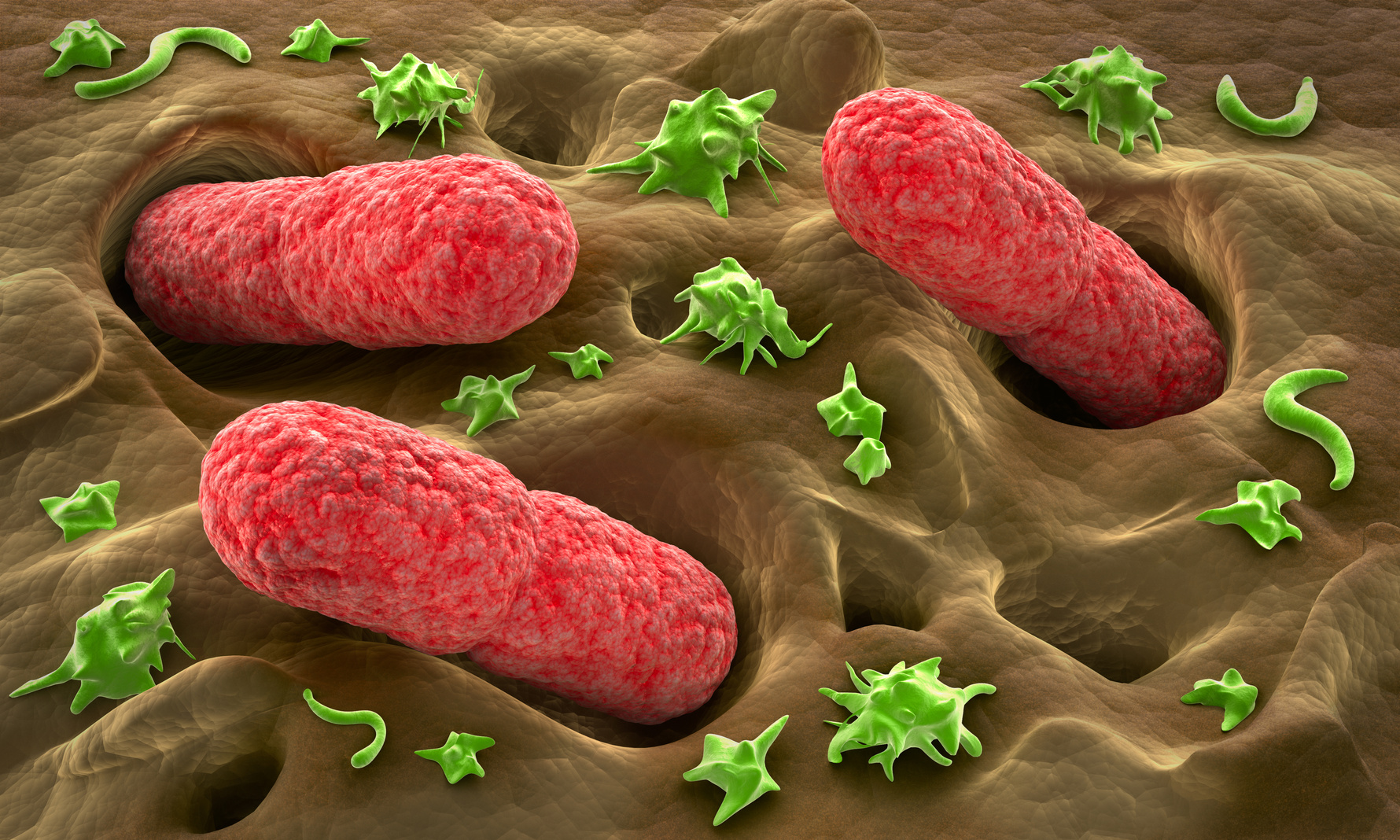 Bacteria Wallpaper Staphylococcus HD