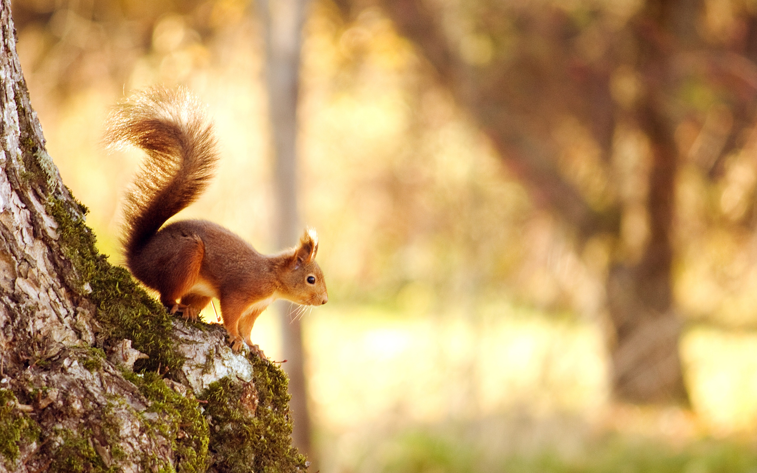 Squirrel Hd Desktop Wallpaper