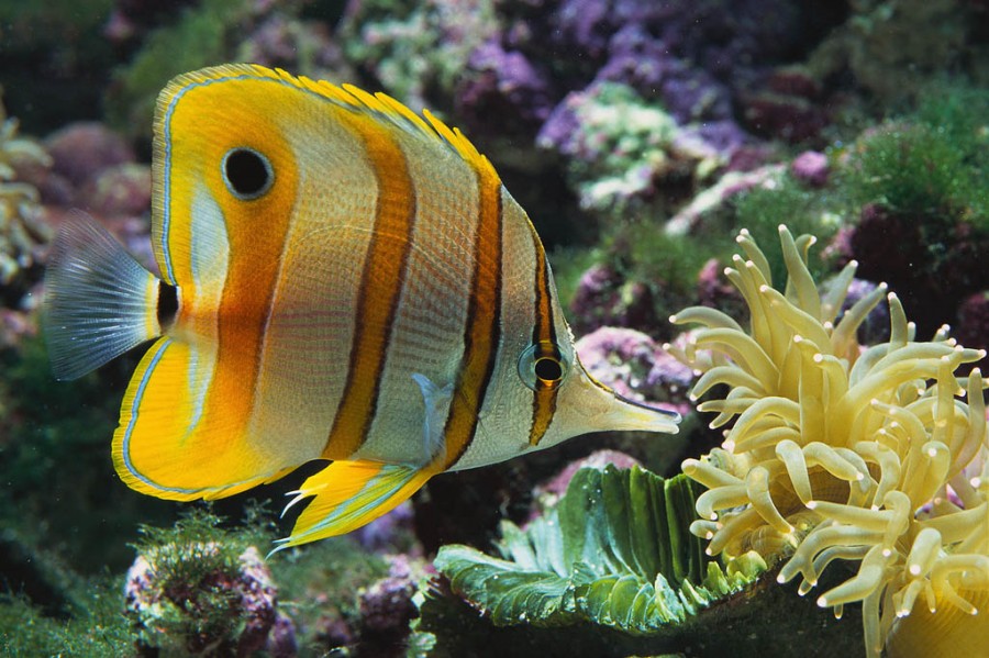 Funny Tropical Fish Wallpaper Animal
