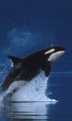 Orca Whale Wallpaper Killer HD Liv