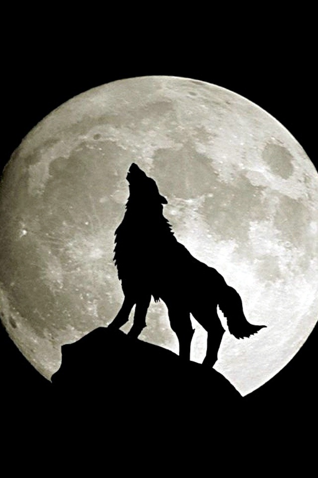 Wolf And Moon Wallpaper Screensaver Pre Id