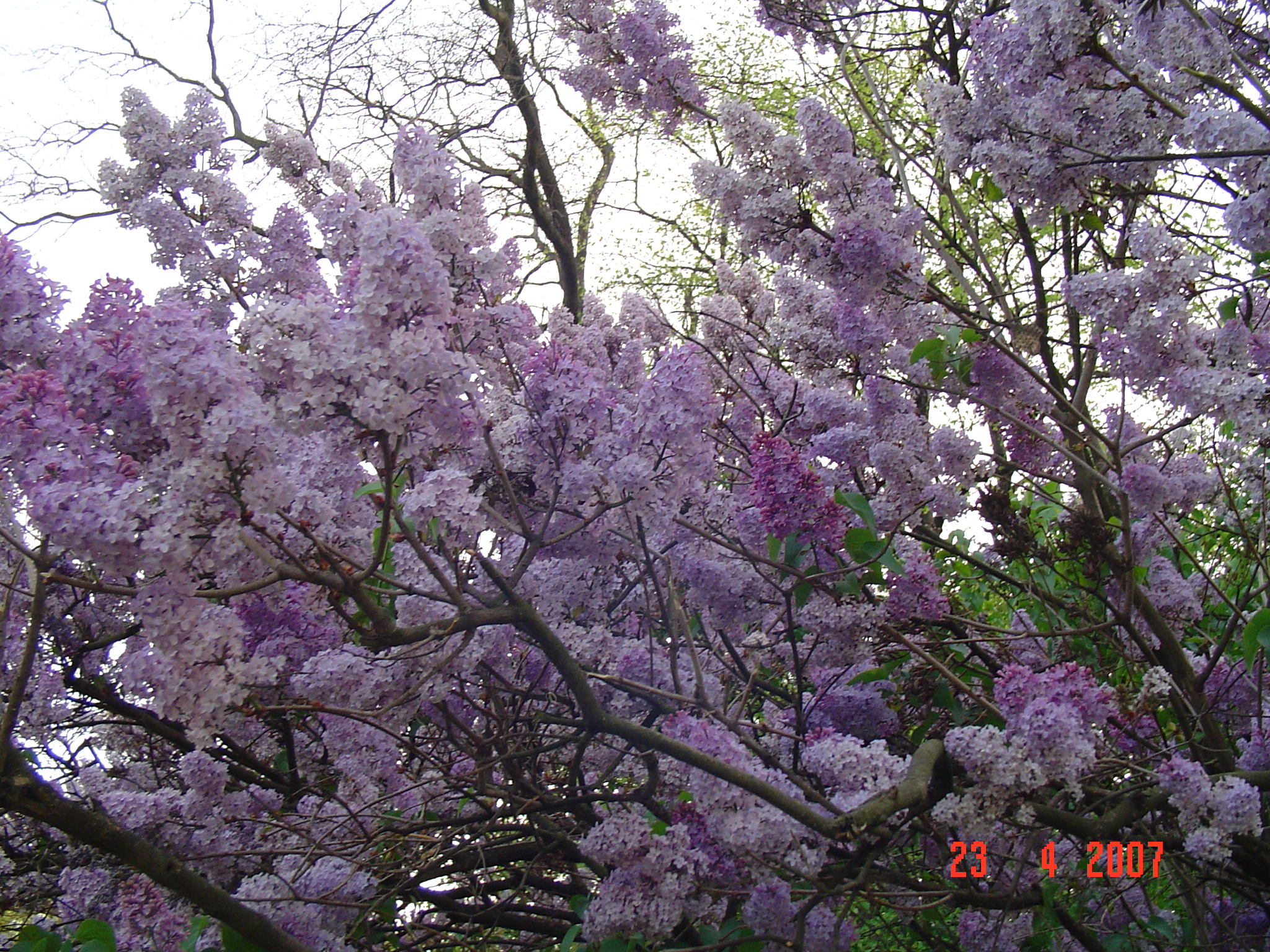 Lilac Tree Pictures