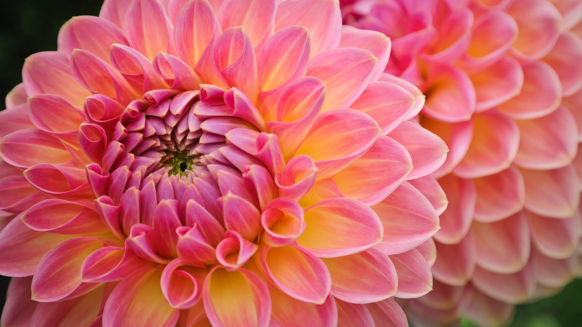 Download Dahlia wallpapers for mobile phone free Dahlia HD pictures