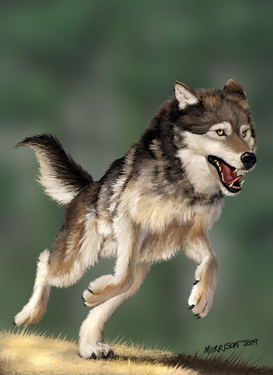Running Wolf By Smorrisonart