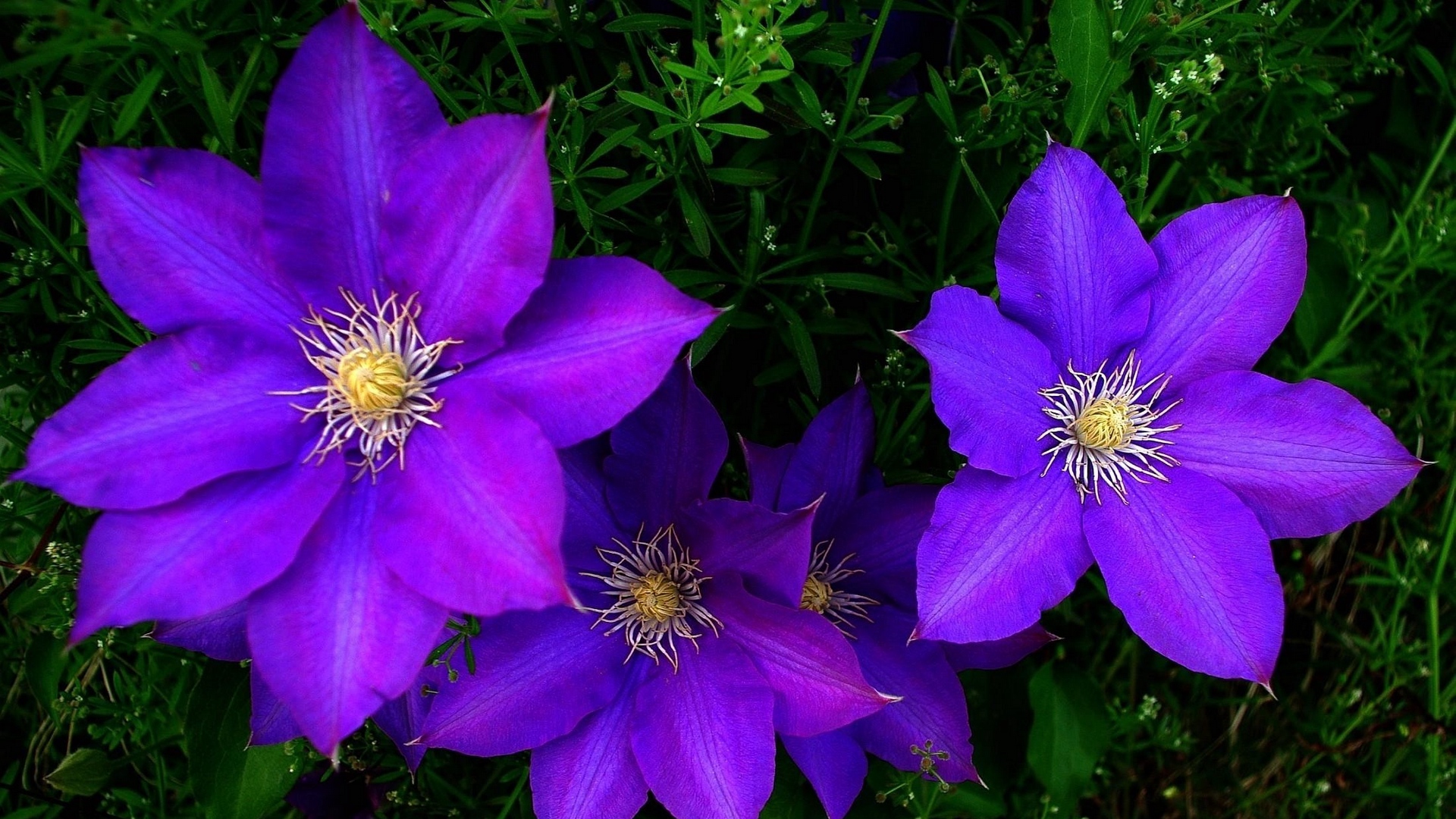 Wallpaper Clematis Flowers Bright Purple