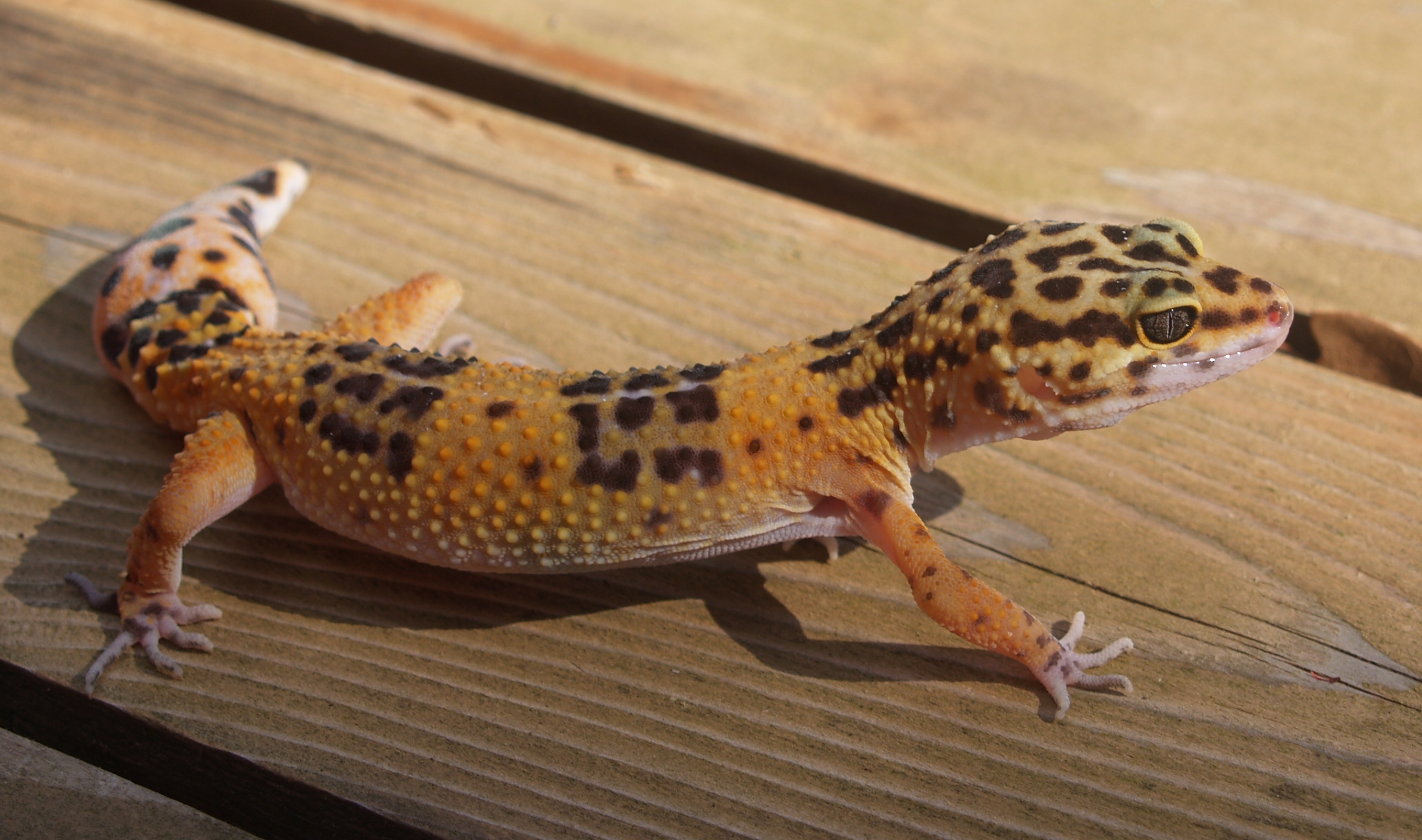 Juvenile Leopard Gecko By Magenta Stock