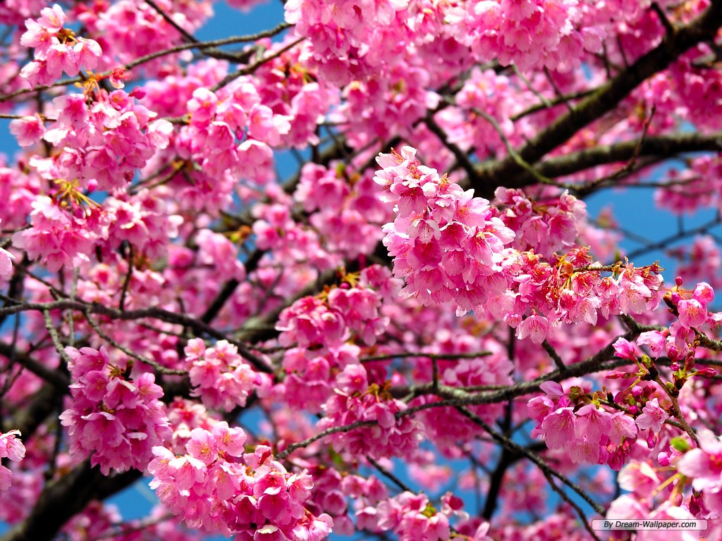 Flower Wallpaper Cherry Blossom