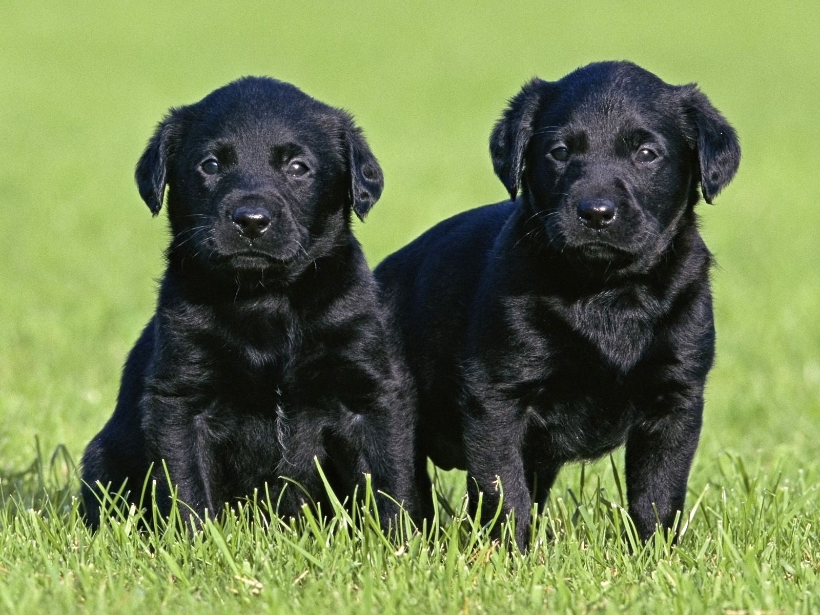 Lab Puppy Wallpaper Group