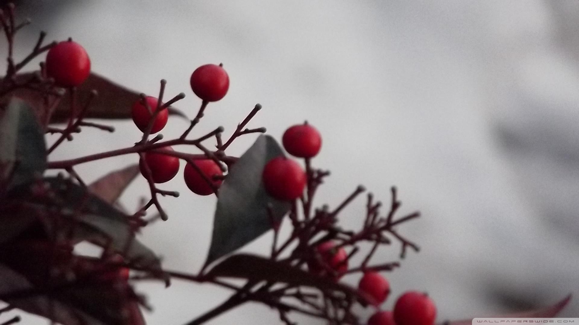 Winter Berries High Quality And Resolution Wallpaper On