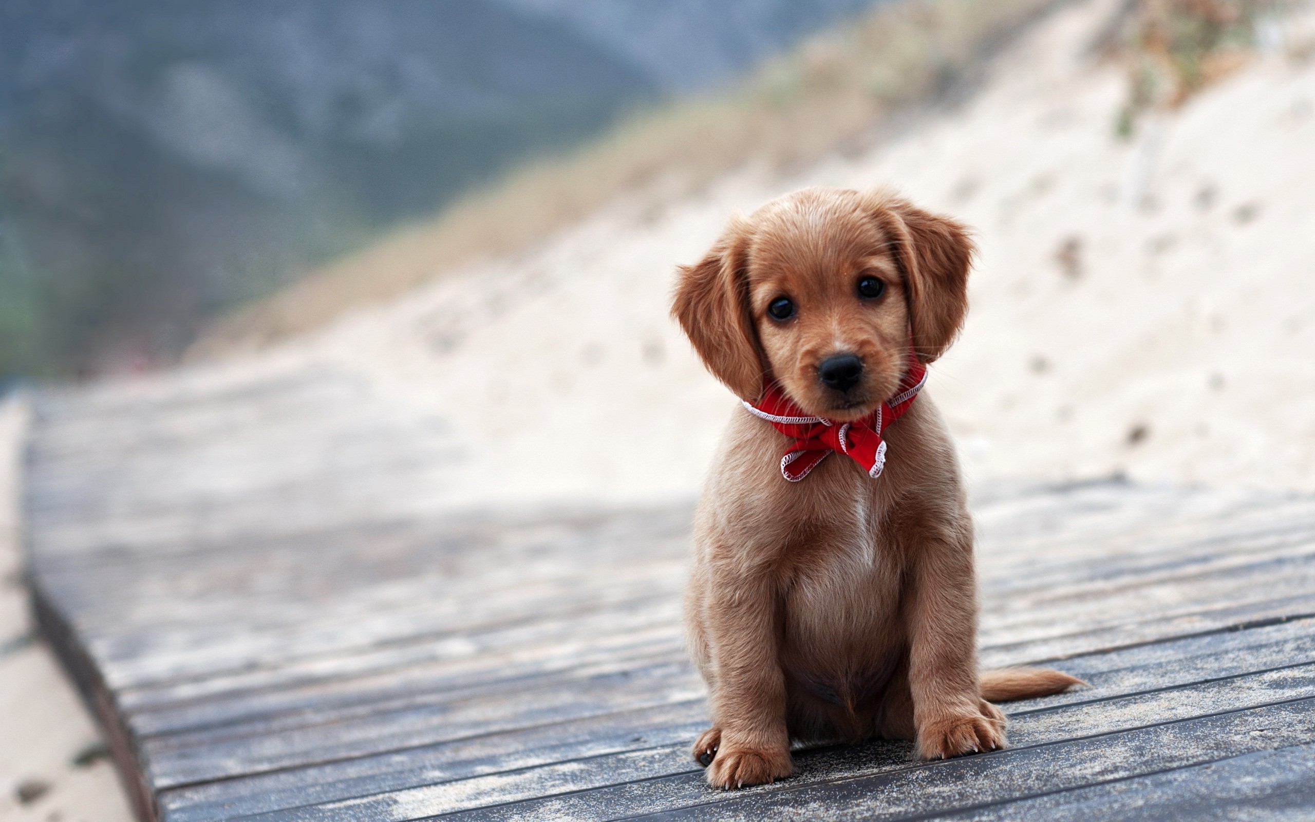 Cute Puppy Wallpaper For Desktop