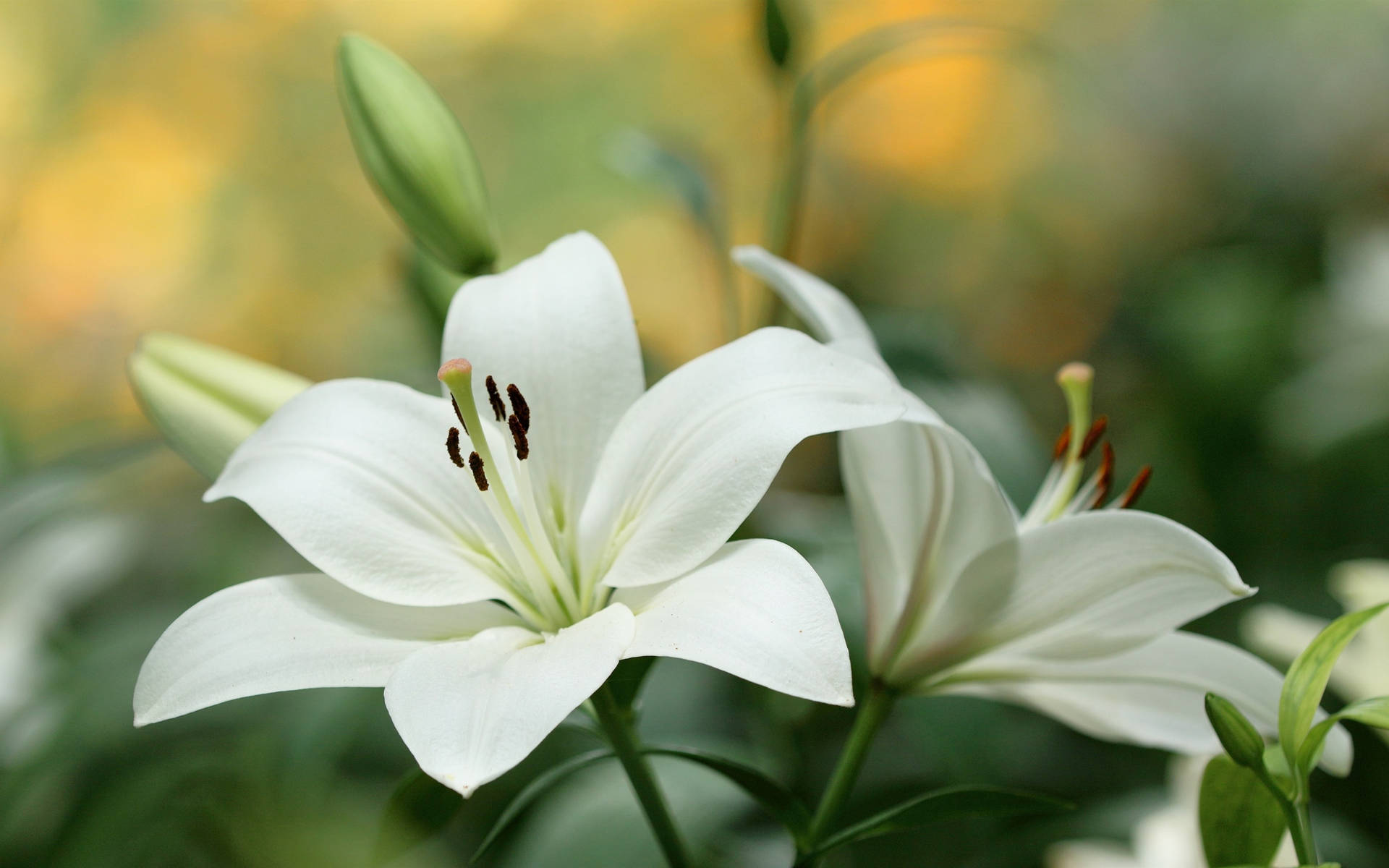 Lily Wallpaper S
