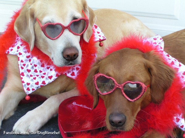 Valentine S Day Cats And Dogs Who Love You Twirlit