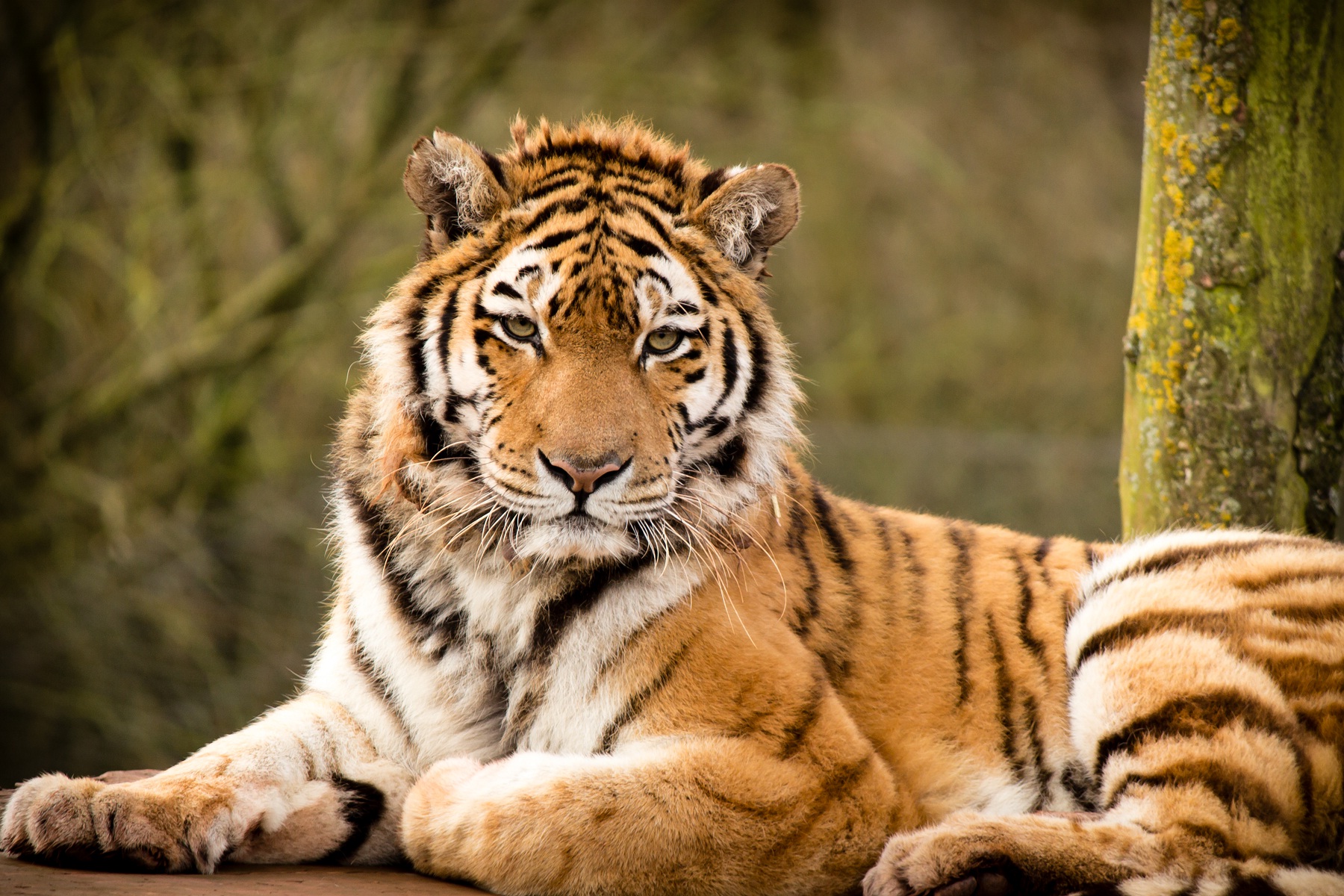 Tiger Beautiful Desktop Animals Wallpaper