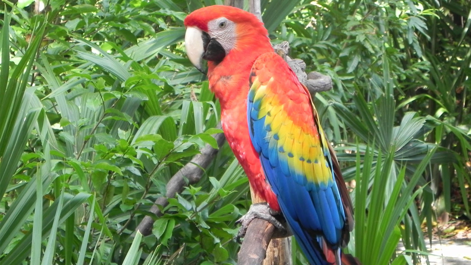 Macaw Parrot Best Collection Wallpapers Gallery   SA Wallpapers