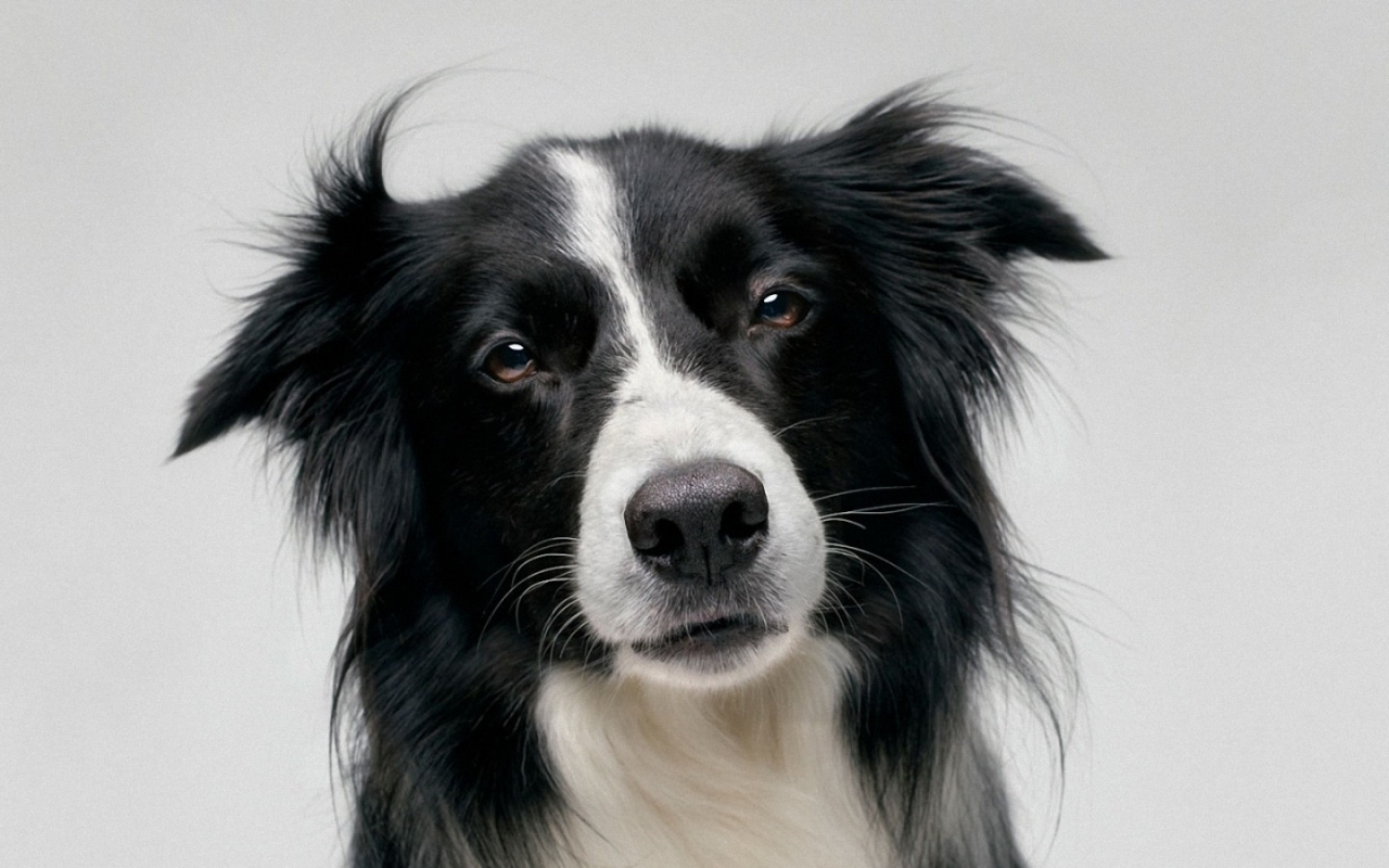 Border Collie Wallpaper Pictures