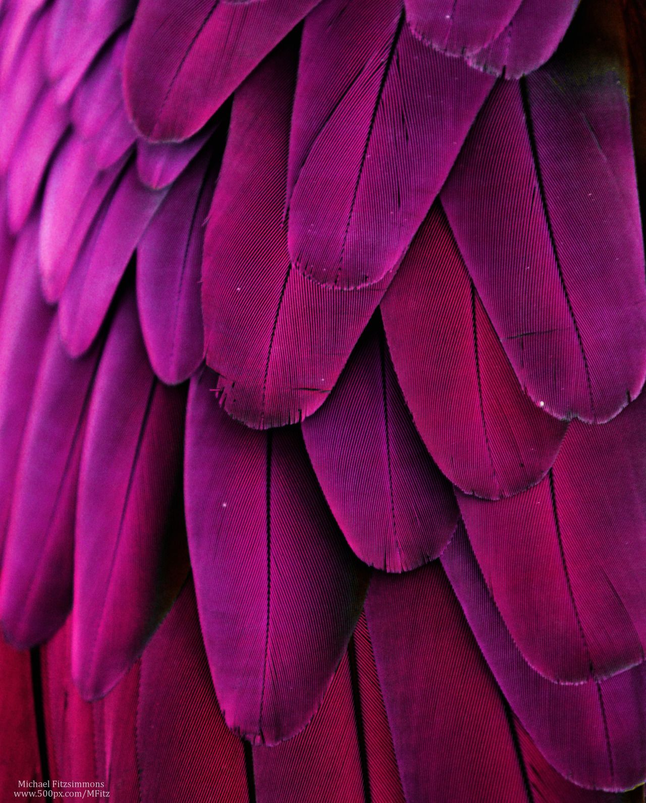 🔥 Download Hot Pink Bird Feathers iPhone Wallpaper Background by