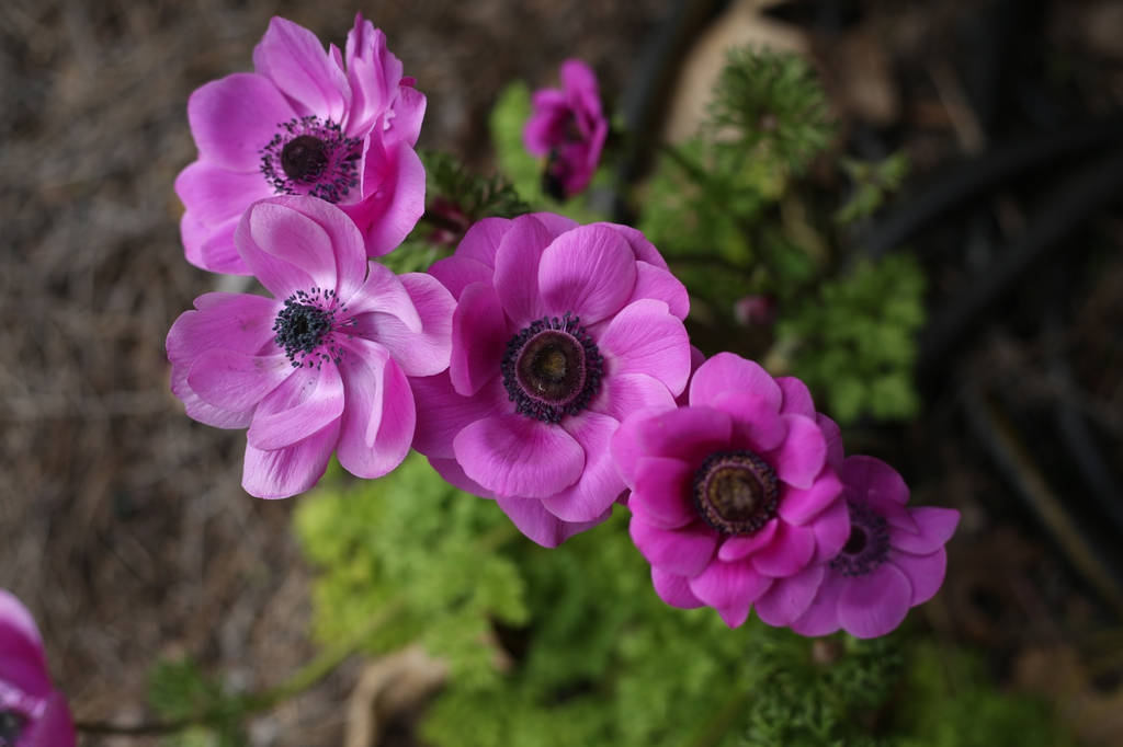 Anemone Flower Wallpaper
