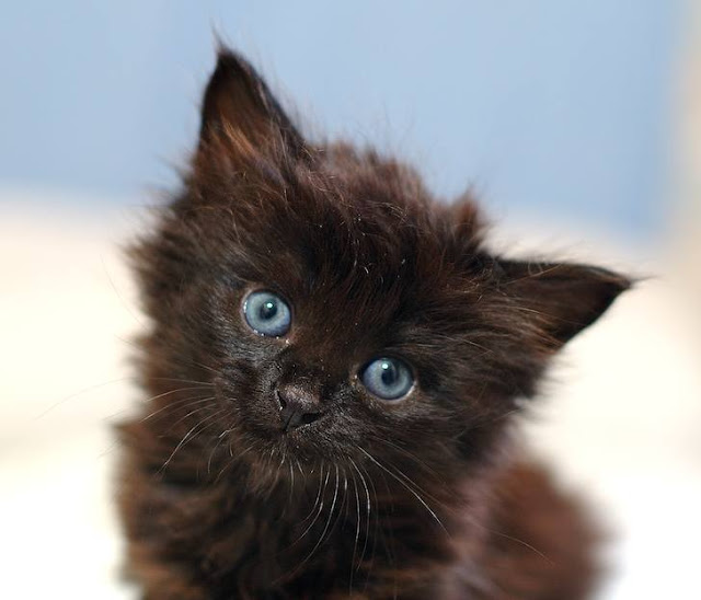 Cute Black Kittens Cat Pictures Blog