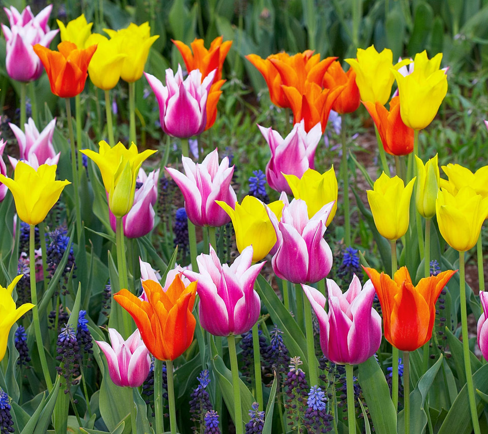 Flowers For Flower Lovers Beautiful Desktop Wallpaper