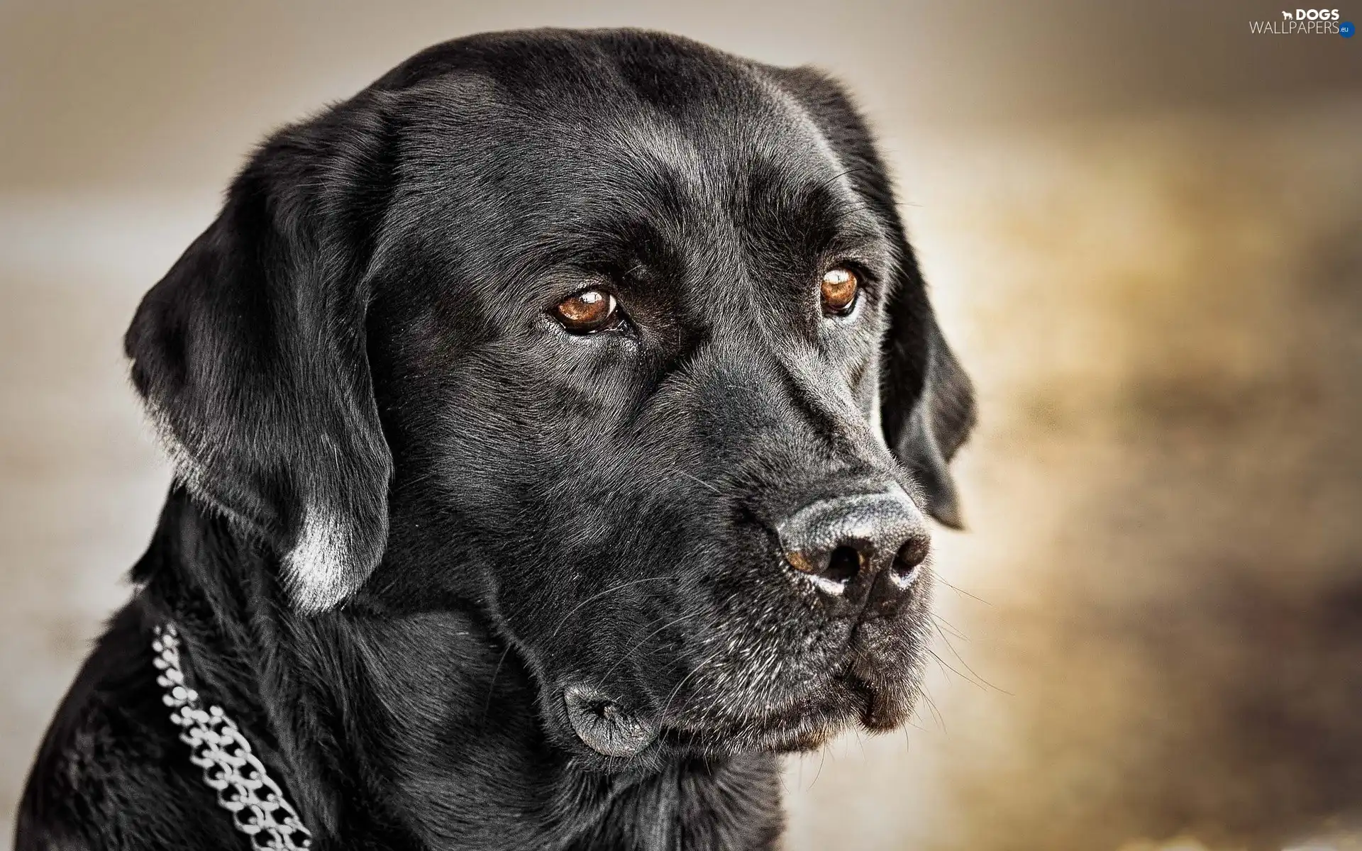 Retriever Black Labrador Wallpaper