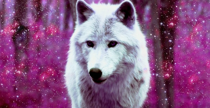 46 Galaxy Wolf Wallpaper On Wallpapersafari