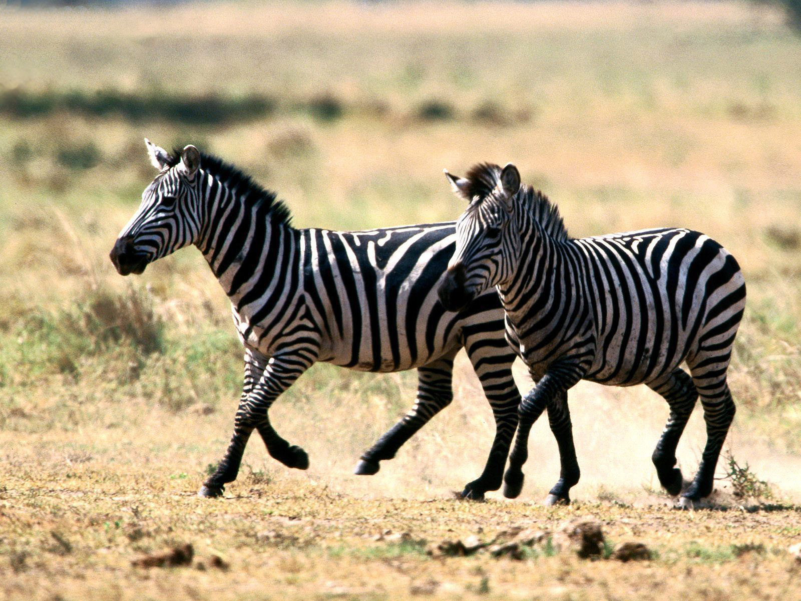 Zebra Wallpaper 3d Nature