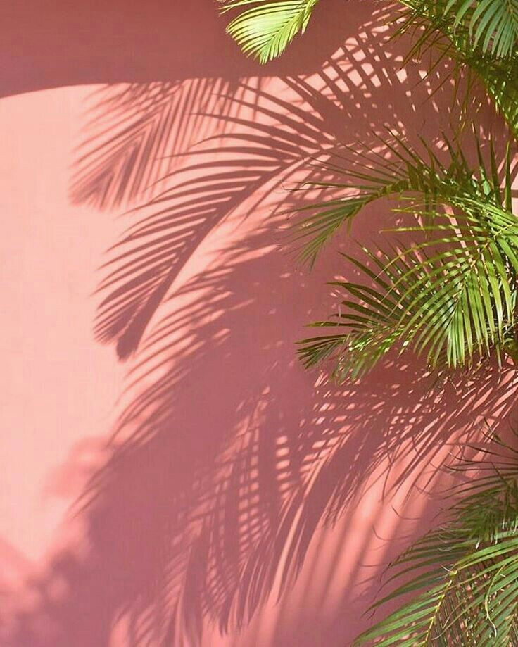 Picture iPhone Wallpaper Tropical Aesthetic