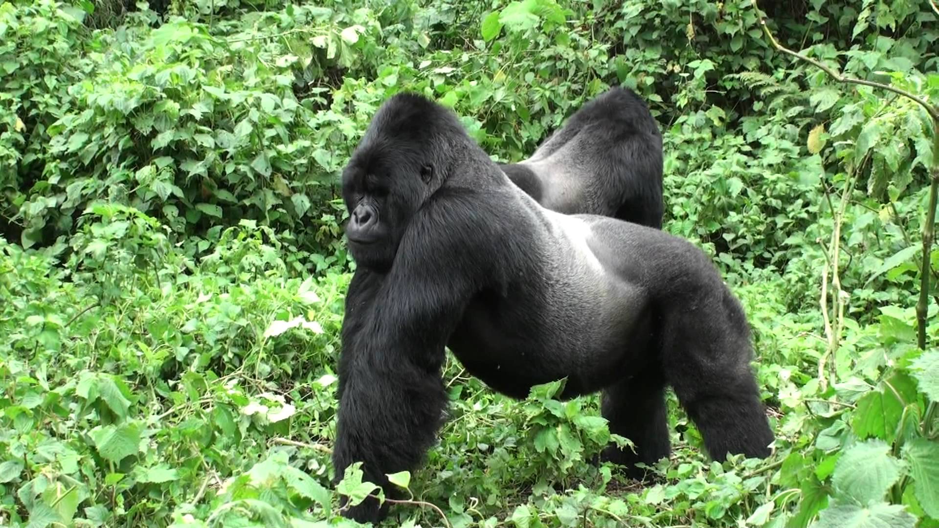 Silverback Gorilla Wallpaper HD Ecopetit Cat