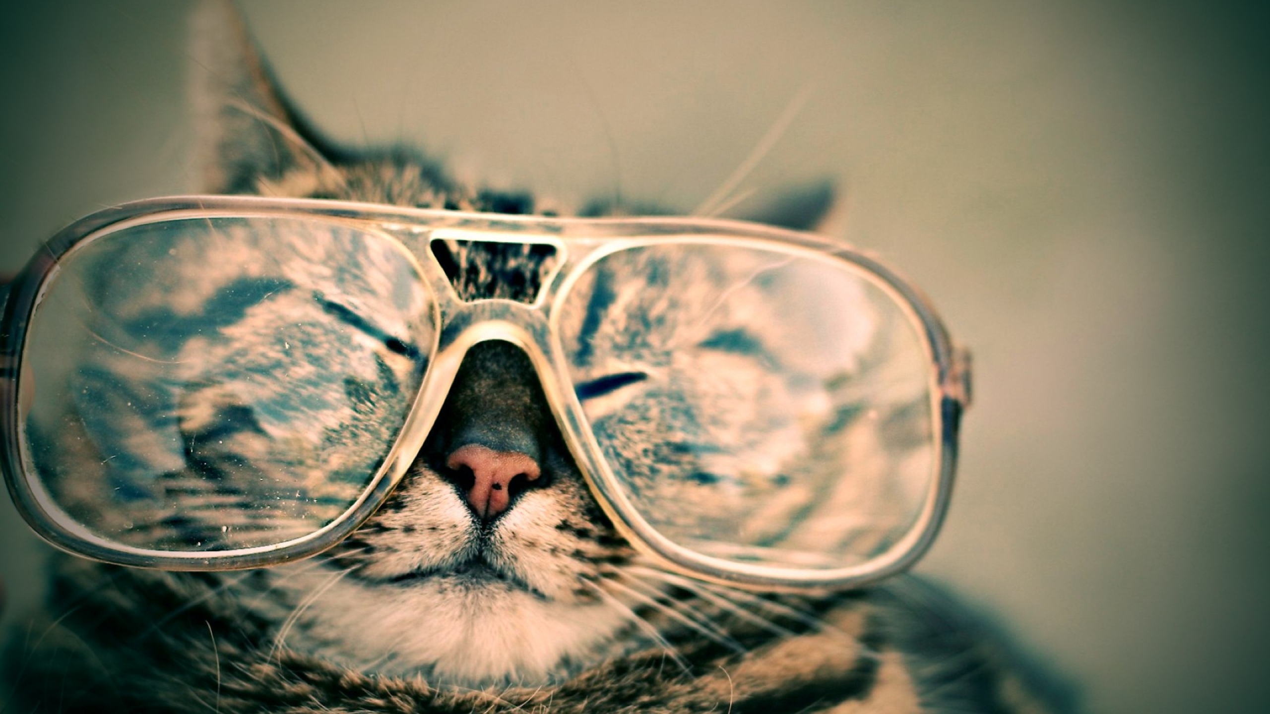 Wallpaper Cat Face Glasses Funny Striped Mac