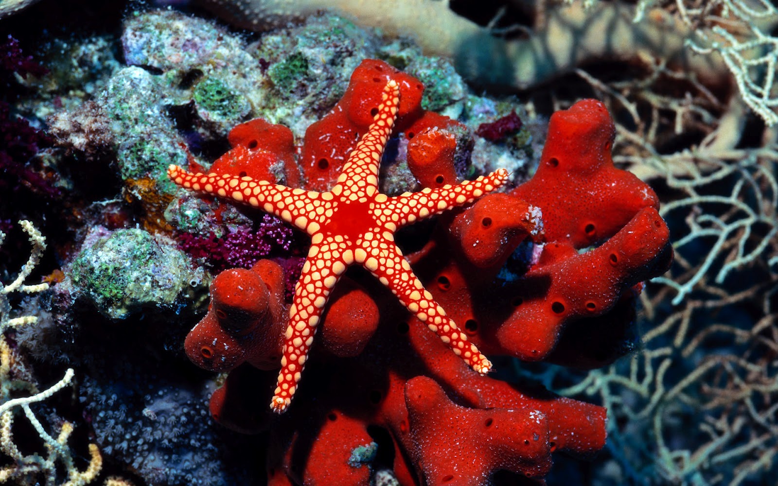 Ocean Animals And Plants List