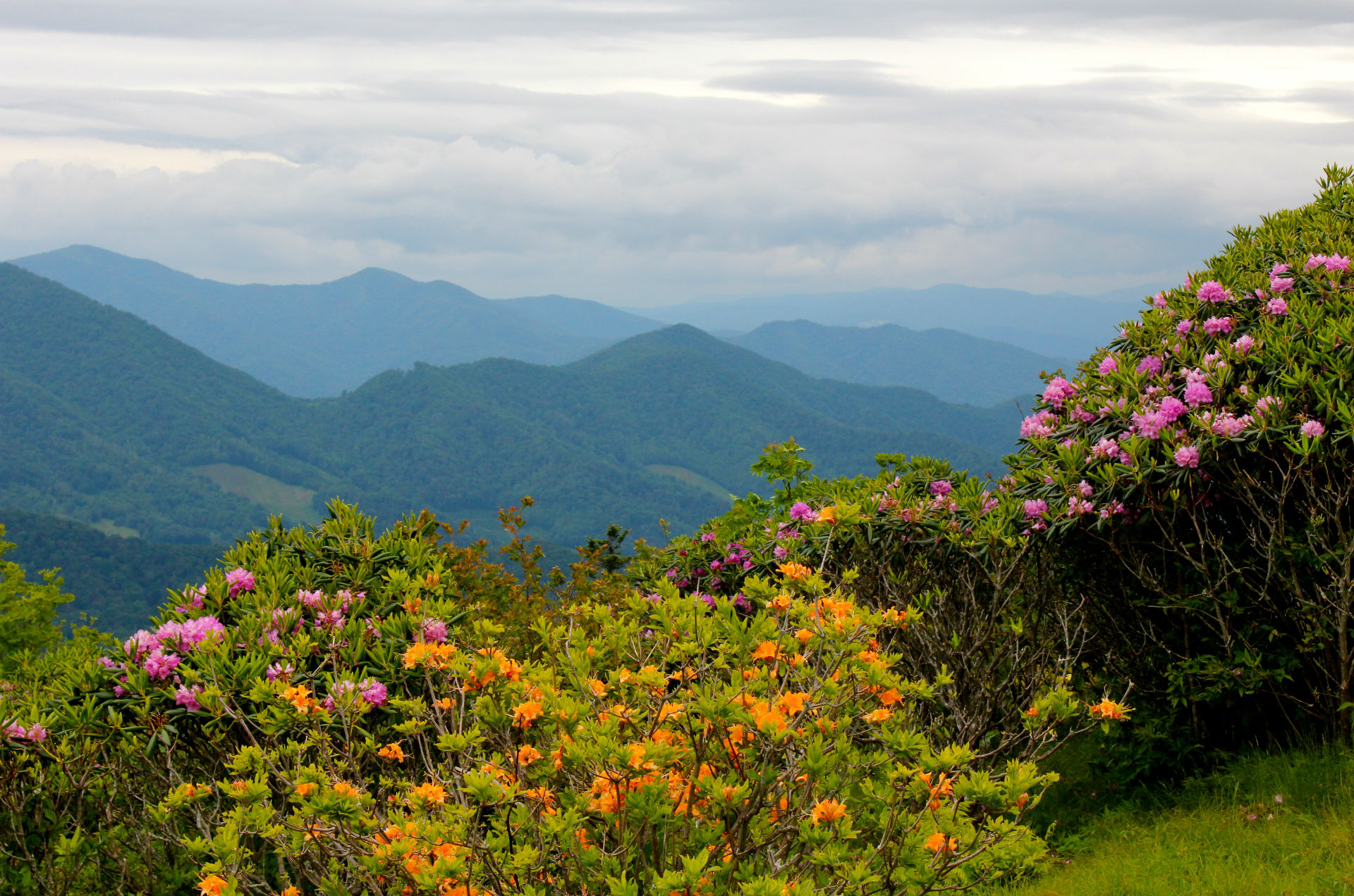 North Carolina Nature Flowers Mountains Landscapes Wallpaper