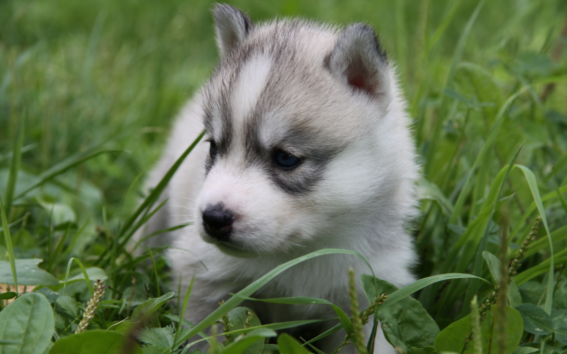 Husky Puppies Background Wallpaper High Definition Quality