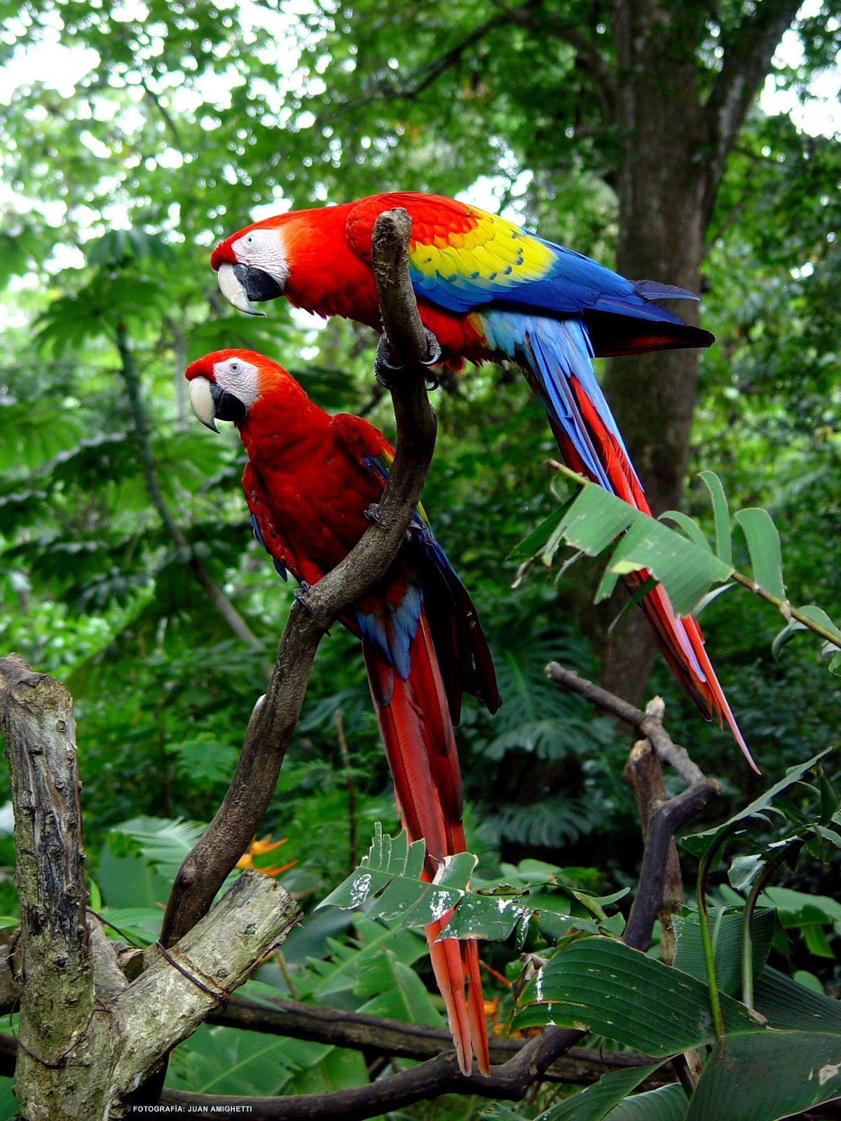 Amazon Parrots Wallpaper Trees Baby