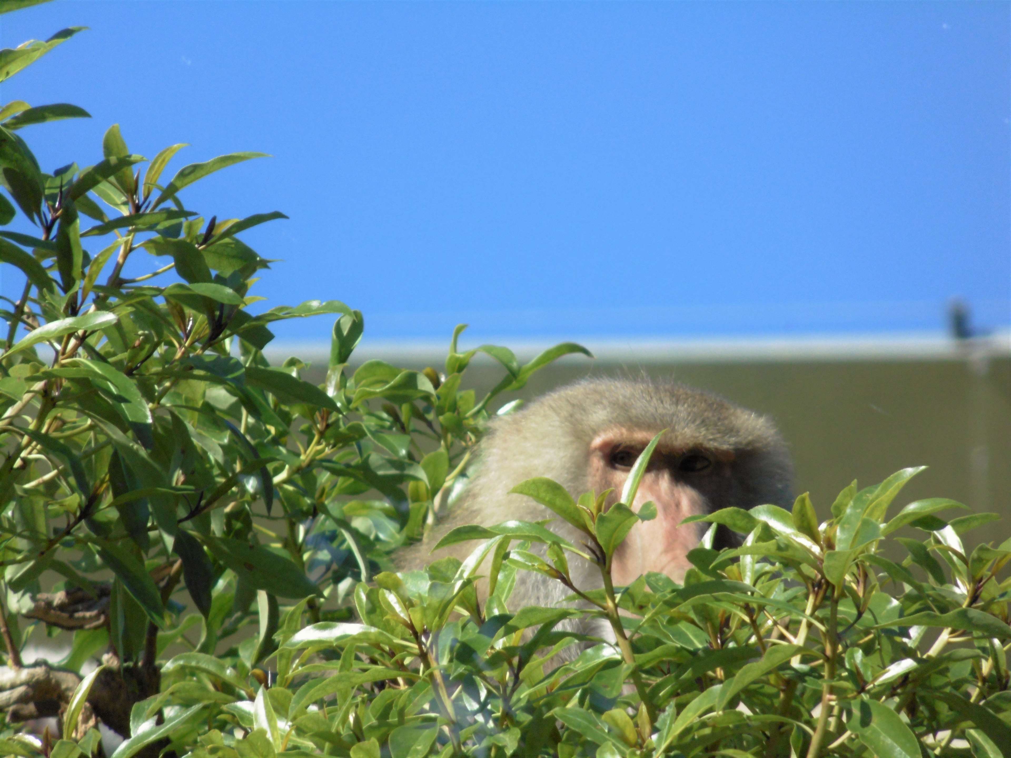 A baboon peers through lush green leaves against a clear blue sky