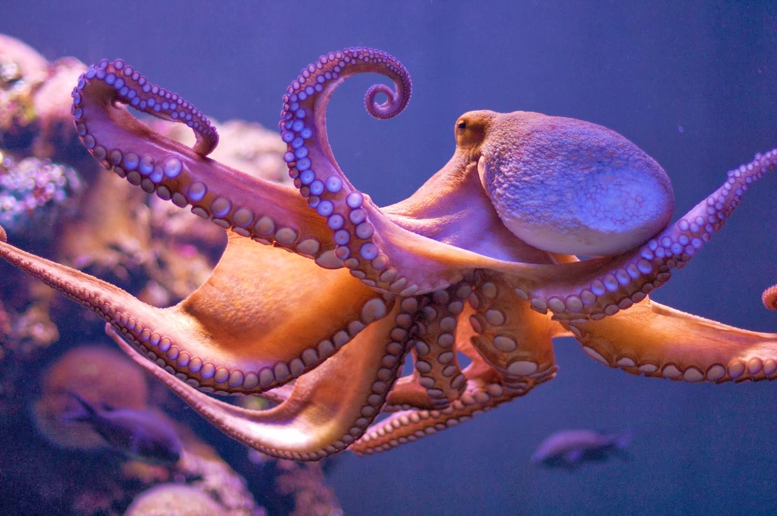 Octopus High Definition Wallpaper Deep HD For You