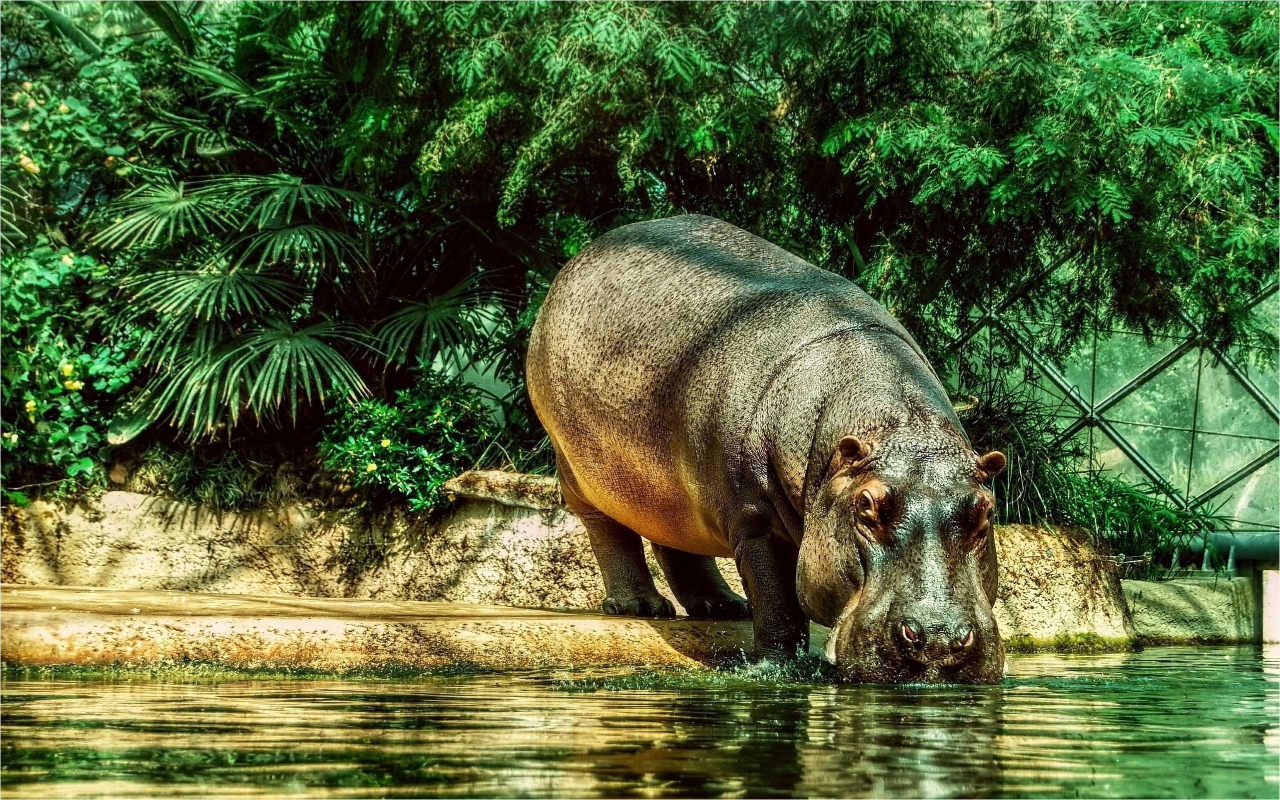 Hippopotamus Wallpaper
